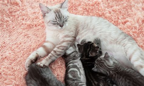 Pregnant cat