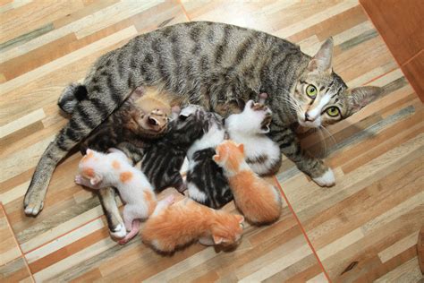 Kittens nursing