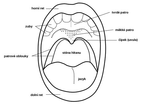 Diagram anatomie ústnej dutiny dieťaťa s vyznačenou uzdičkou jazyka