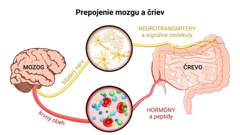 Schéma osi črevo-mozog ilustrujúca obojsmernú komunikáciu medzi enterickým nervovým systémom a centrálnou nervovou sústavou