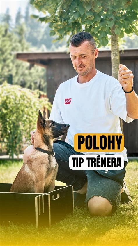 Pes a majiteľ pri tréningu základných povelov
