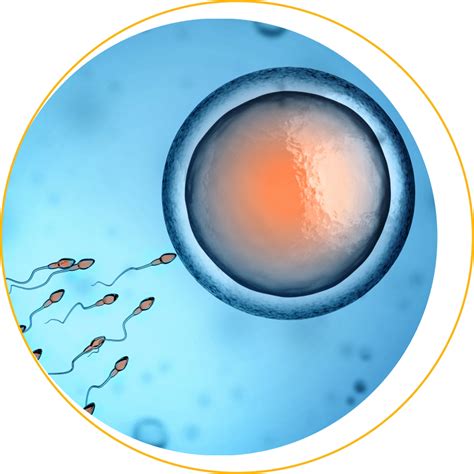 Schéma procesu IVF s darovanými vajíčkami