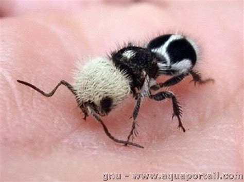 Zamatový mravec Euspinolia militaris