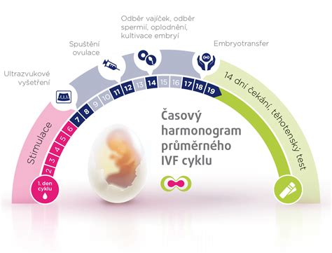 Infografika znázorňujúca klesajúcu úspešnosť IVF v závislosti od veku ženy