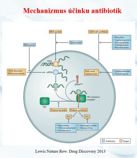 mechanizmus účinku antibiotík na bakteriálnu bunku
