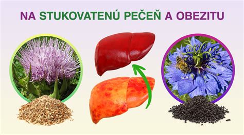 Schéma vplyvu preeklampsie a HELLP syndrómu na pečeň