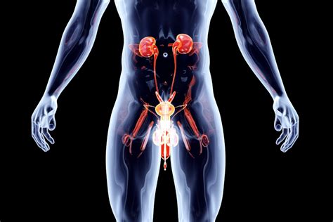 Ilustrácia Cowperových žliaz a močovej trubice