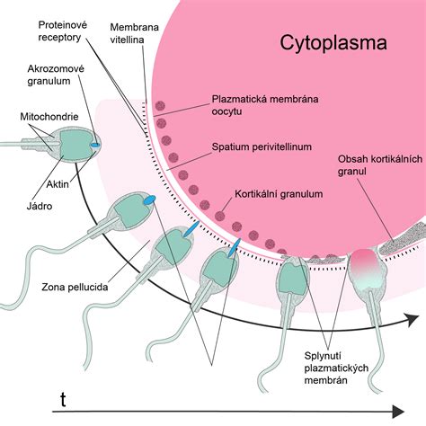 diagram procesu oplodnenia a prieniku spermie do vajíčka
