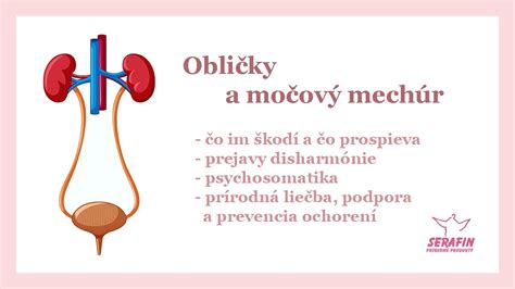 Zobrazenie ektopicky uloženej obličky v panvovej oblasti