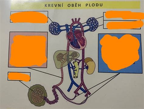 Diagram faktorov ovplyvňujúcich zdravie plodu
