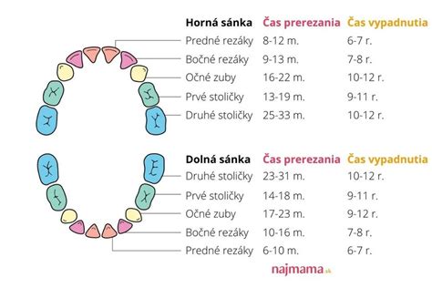 Diagram zobrazujúci poradie prerezávania mliečnych zubov