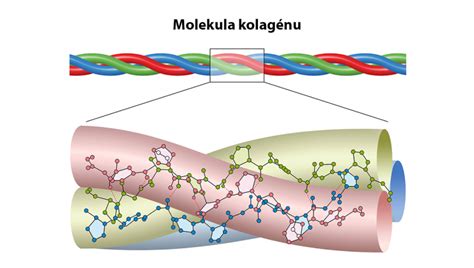 Ilustrácia molekuly kolagénu