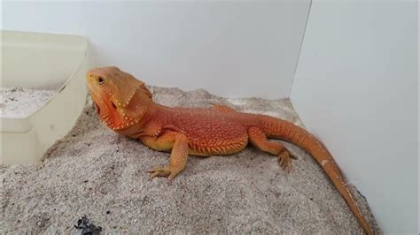 Mladé morčacie samičky