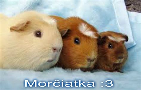 Novonarodené morčiatka