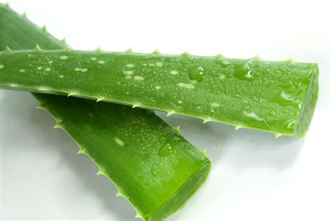 Aloe vera rastlina