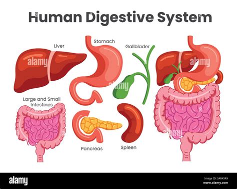 Digestive system of a baby with different parts labelled