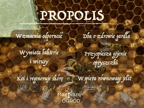 Detailné zloženie propolisu - infografika