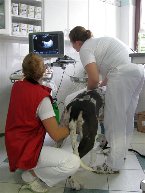 Veterinárna pomoc pri pôrode psov
