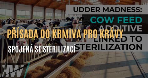 Príklady kvalitného krmiva pre kravy