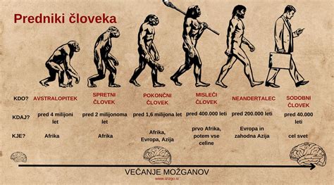 schéma vývinových etáp človeka od počatia po dospelosť