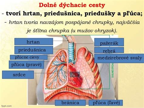 Schéma dýchacej sústavy človeka znázorňujúca horné a dolné dýchacie cesty a pľúca