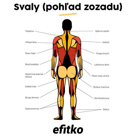 Dieťa na brušku posilňujúce svaly krku a chrbta