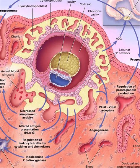 Diagram: Factors influencing embryo implantation