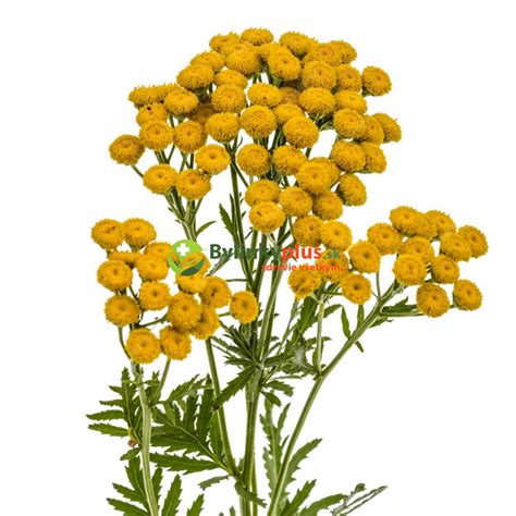 Vratič obyčajný (Tanacetum vulgare) s detailom kvetov