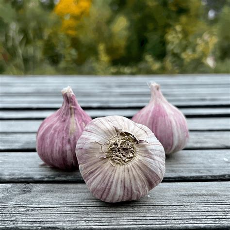 Cesnak v kuchyni a jeho pestovanie