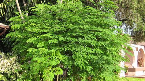 Strom moringa a jeho plody