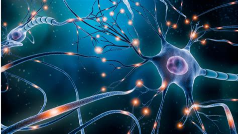 Schéma neuroplasticity mozgu v ranom detstve