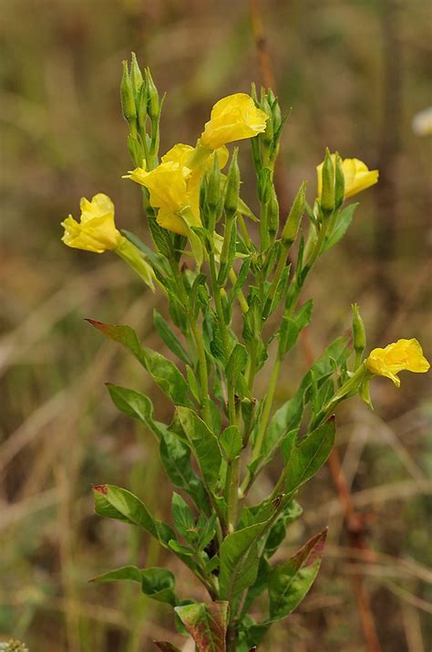 Pupalka dvojročná (Oenothera biennis) kvitnúca večer
