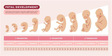 Timeline illustrating average pregnancy duration vs. record-breaking long and short pregnancies