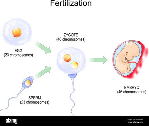 Diagram illustrating the formation of identical quadruplets from a single fertilized egg