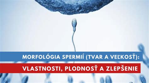 Proces spermatogenézy a morfológia spermií