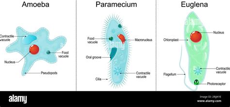 Príklady nepohlavného rozmnožovania v prírode (Hydra, Paramecium)