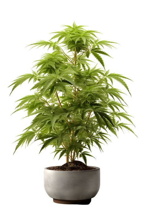 Marijuana plant with social commentary graphics