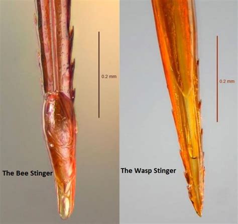 Comparison of bee and wasp stinger