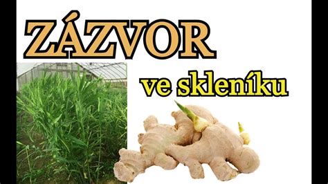 Ilustrácia pestovania zázvoru doma