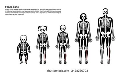 Comparison of child and adult anatomy showing differences in head size, bone structure, and organ proportions