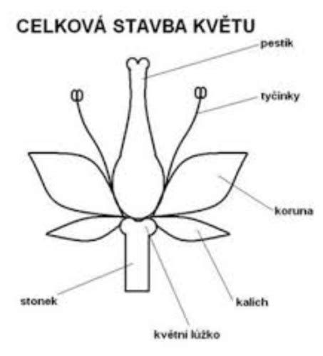 Schéma vplyvu cholestázy na plod