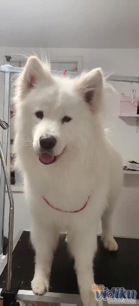 Veterinárna kontrola Samojeda