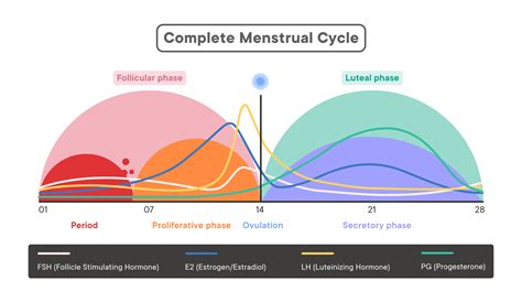 Graphic: Menstrual Cycle Phases and Fertile Window