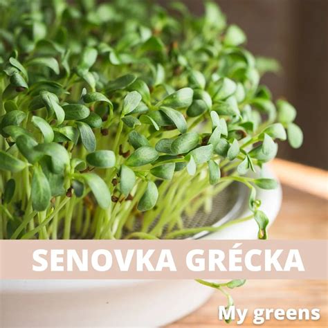 kvitnúca rastlina senovka grécka na poli