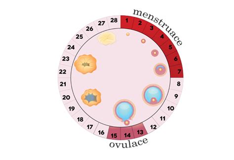 schéma ženského hormonálneho cyklu