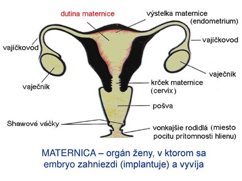 anatomický nákres maternice a vaječníkov