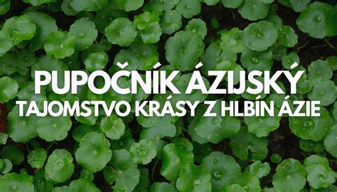 Pupočník s cievami