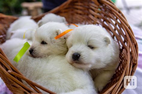 Šteniatka v pôrodnej debni