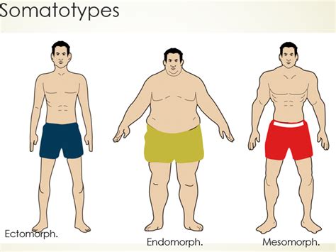 Graphic illustrating the three somatotypes