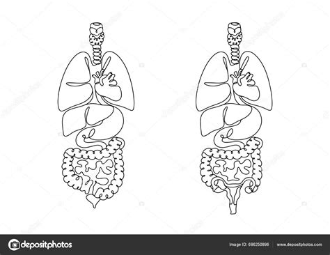 Anatomická kresba ženského reprodukčného systému s vyznačeným krčkom maternice